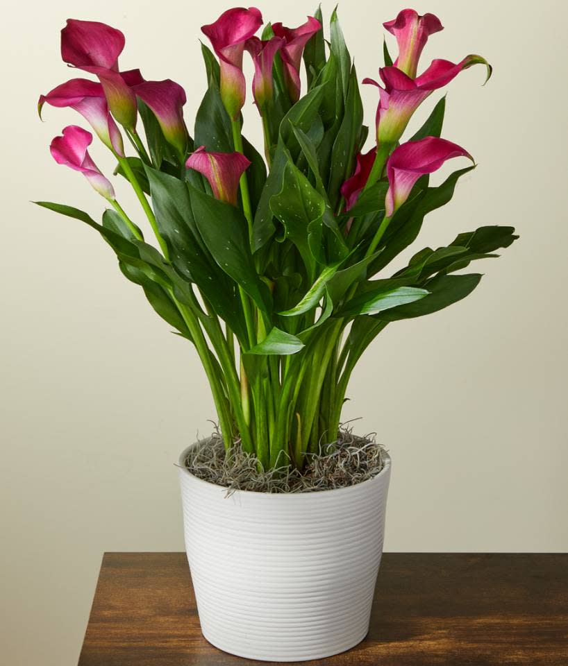 Our Best Selling Plants